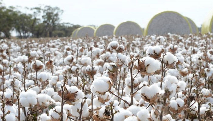 June cotton arrivals hit record; prices stable