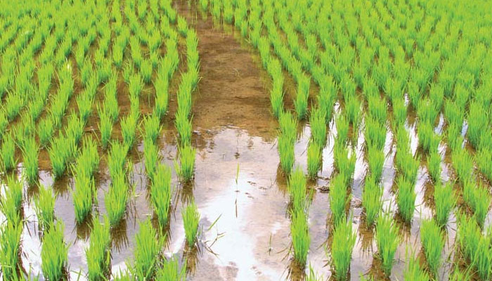 Harmful pesticide residues a threat to rice exports