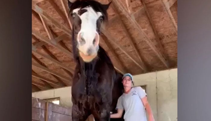 Giant horse becomes centre of netizens’ attention