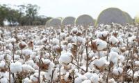 Cotton prices steady amid low trade on holiday schedule