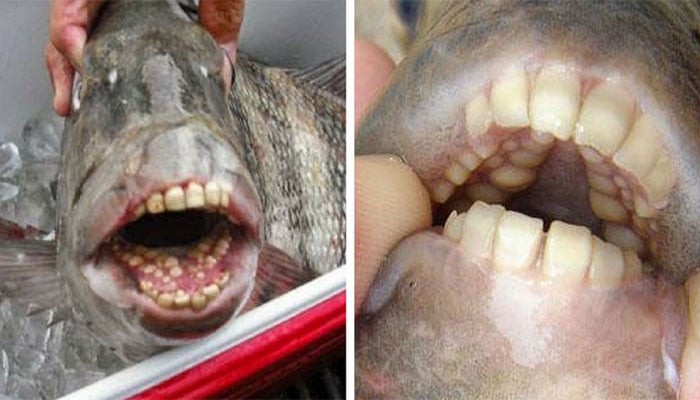 ‘Sheepshead fish’ with teeth like humans found in US