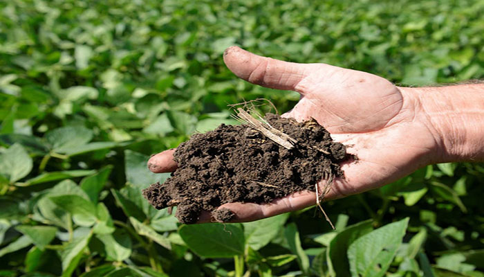 Punjab govt allocated record Rs31.49 bn for agriculture, says minister