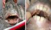 ‘Sheepshead fish’ with teeth like humans found in US