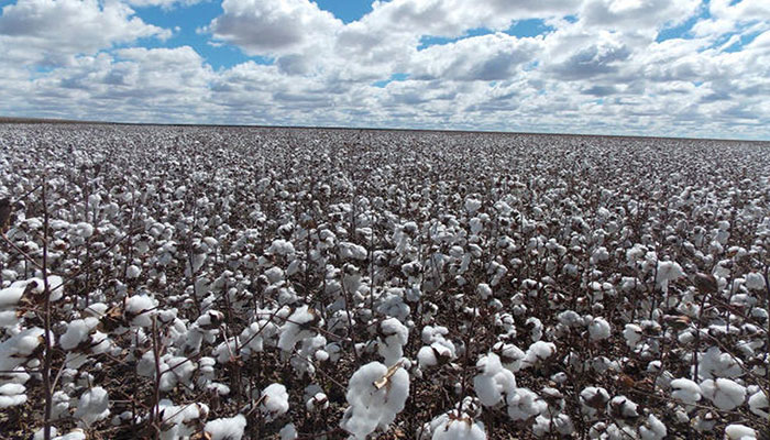 Farmers Advisory Committee issues recommendations for cotton growers