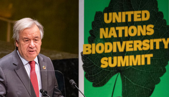 Delegates hash out UN biodiversity goals online