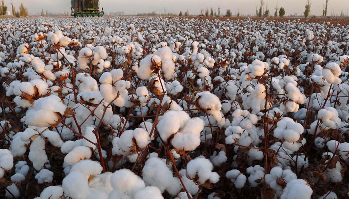 Effects of climate change: ‘Cotton growing areas may shift to northern areas due to climate change’