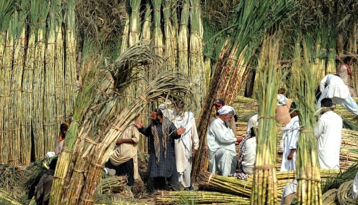 Technical officer as cane commissioner: SHC dismisses growers’ plea