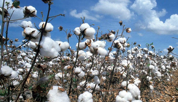 Cotton falls Rs1,200/maund as better supply eases demand
