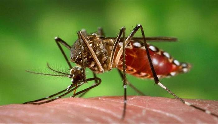 14 Dengue cases reported in Lahore
