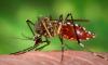 14 Dengue cases reported in Lahore