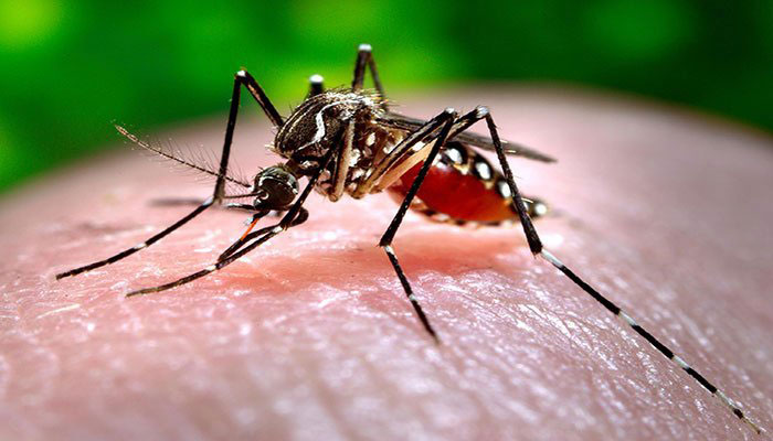 21 dengue patients reported in Punjab