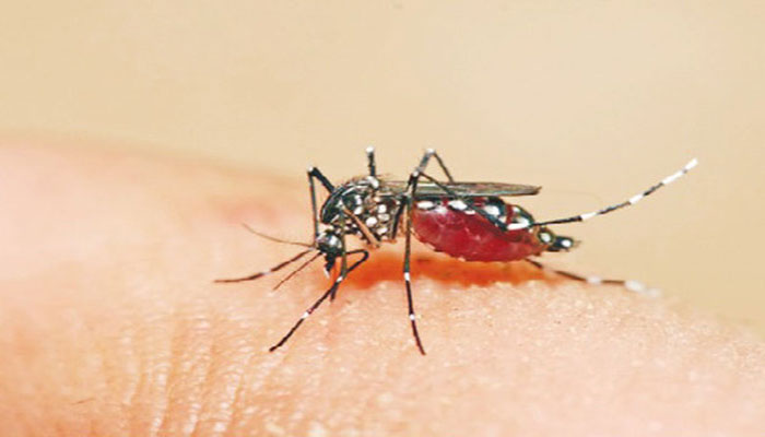 Another 20 test positive for dengue fever in twin cities