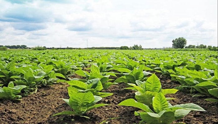Growers demand fair price for tobacco crop