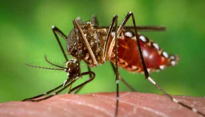 86 cases of dengue fever in ICT