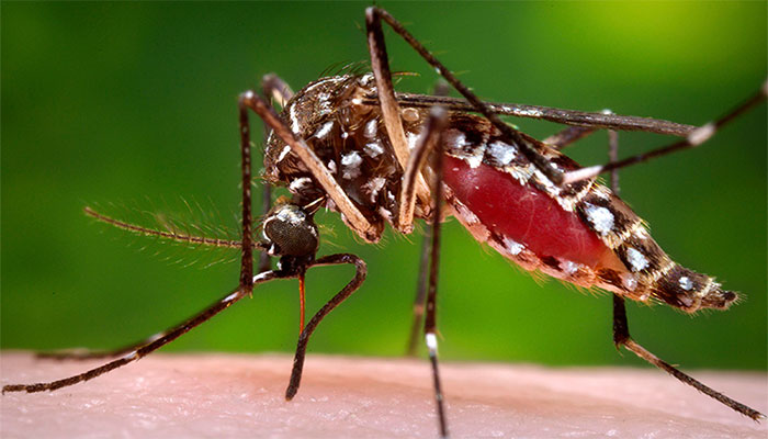 122 more dengue cases reported in last 48 hours in Pindi