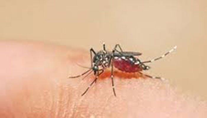 Dengue fever has claimed 15 lives in Sindh this year