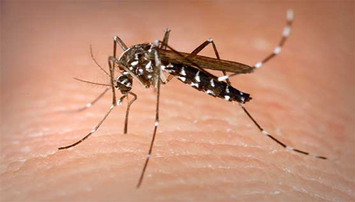 Dengue fever kills two more in Punjab