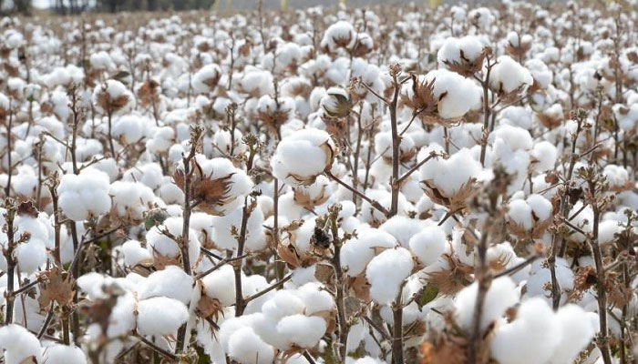 Cotton hits new highs on demand burst