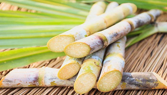 Sugarcane support price Rs225 per maund, crushing season to start from 15th