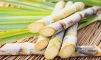 Sugarcane support price Rs225 per maund, crushing season to start from 15th