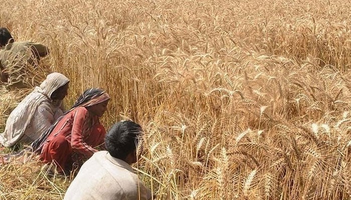 Penaburan gandum mendapatkan momentum di Punjab di tengah dukungan pemerintah