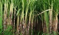 Embitterment as sugarcane growers succumb to alleged govt-millers nexus