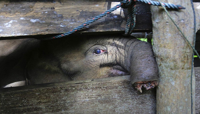 Bayi gajah sumatera mati