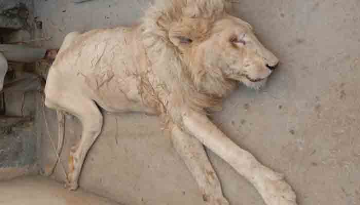White lion dies at Karachi Zoo.