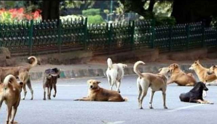 Stray dogs maul 12 people in RY Khan