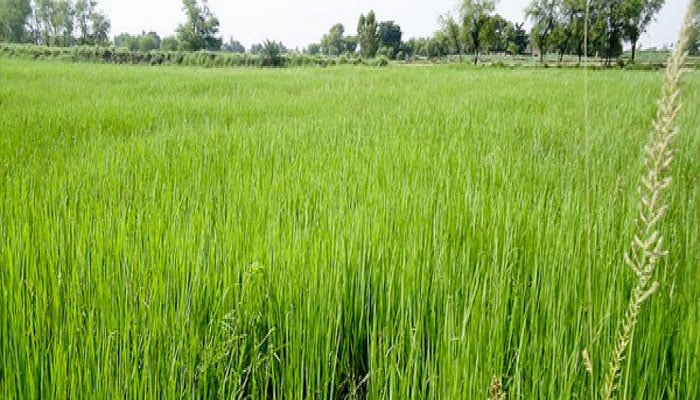 Pakistan poised to export near-record rice volume this season
