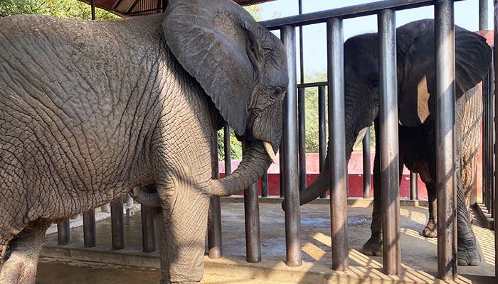 Elephants have severe foot and dental problems, vets tell SHC