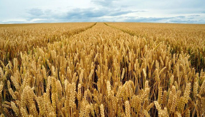 Growers in Punjab advised to use certified seeds to get better wheat yield - Vimarsana News