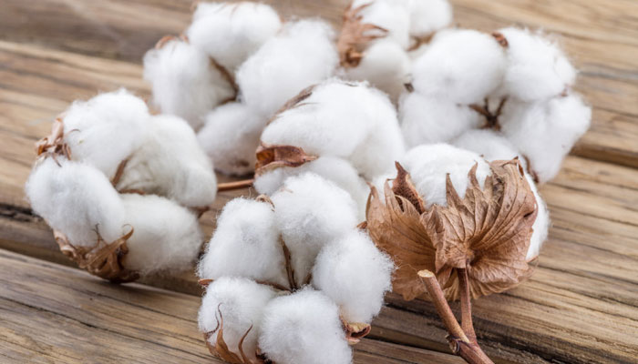Cotton arrivals up 54pc