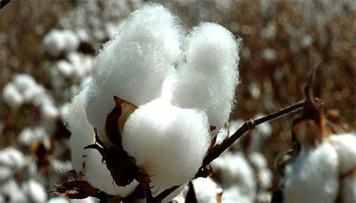 ‘Cotton growers save Rs40 bn by adopting IPM model’