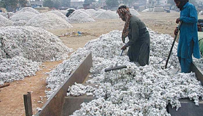 Growers, ginners dispute Punjab’s cotton estimates
