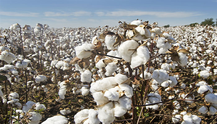 Punjab minister vows to produce 20m cotton bales