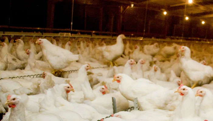 Poultry association, cartels hand in glove