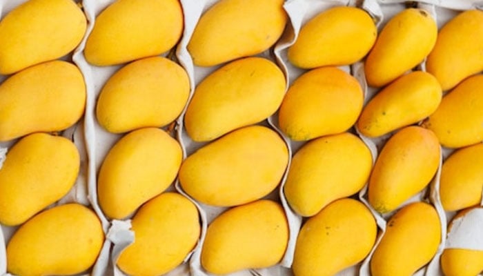 Punjab govt launches exclusive schemes for promotion of fruits