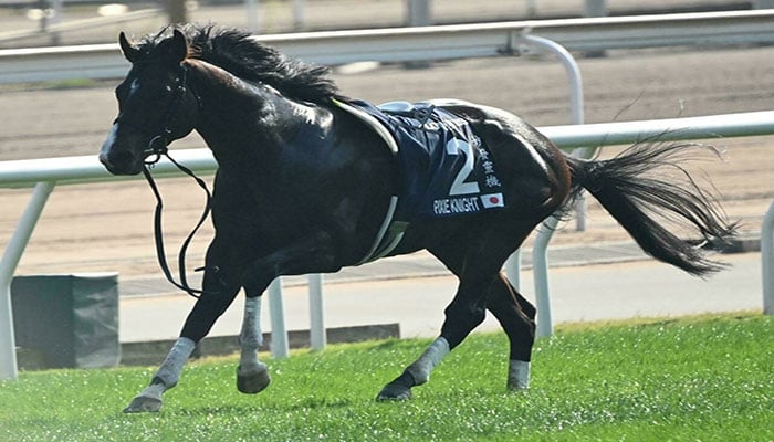 Three jockeys in hospital, two horses die in HK race fall