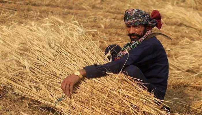 Sindh growers ditching wheat as fertiliser crisis deepens