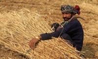 Sindh growers ditching wheat as fertiliser crisis deepens