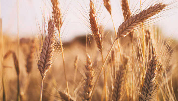 Key provinces complete 2021/22 wheat sowing campaign