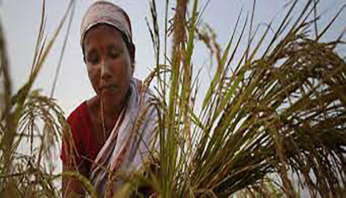 Climate change impacting health of women agriculture workers, says study