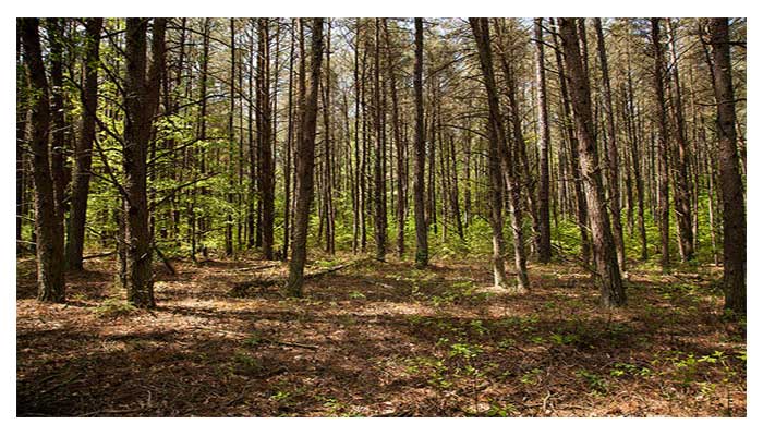 ‘Pakistan to guide Asian countries about forestry, green initiatives’