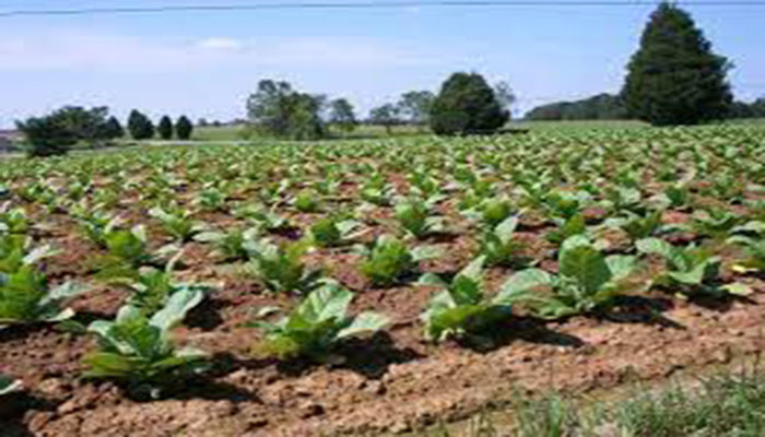 Tobacco growers present charter of demands to govt, companies