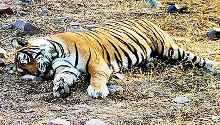 India saw record 126 tiger deaths in 2021