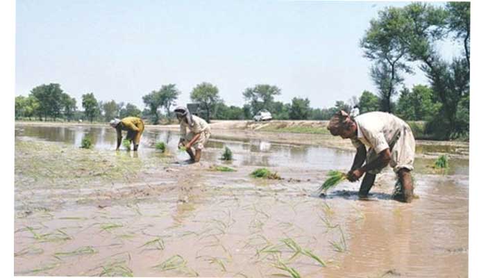 Farmers divided over impact of mini-budget on agriculture