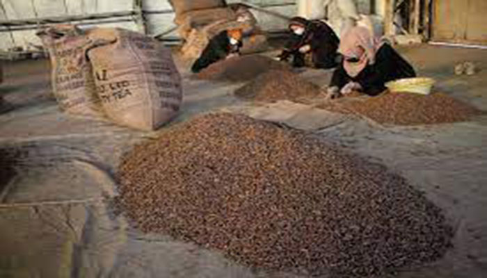 China’s love for pinenuts helps Afghan exporters