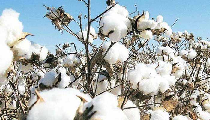 Cotton spot rate hits all-time high of Rs19,000/maund