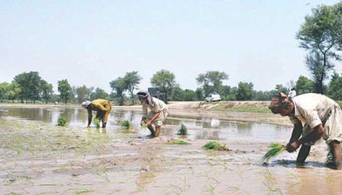 Heavy rains may halve water shortage in Rabi